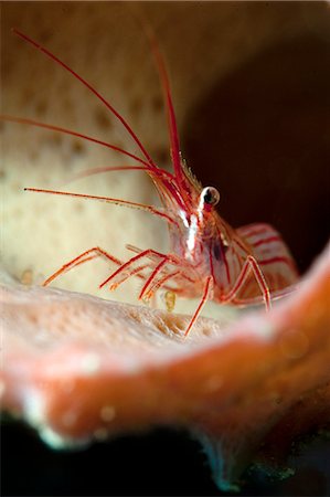 simsearch:841-06804482,k - Peppermint shrimp (Lysmata wurdemanni), Dominica, West Indies, Caribbean, Central America Stock Photo - Rights-Managed, Code: 841-06804425