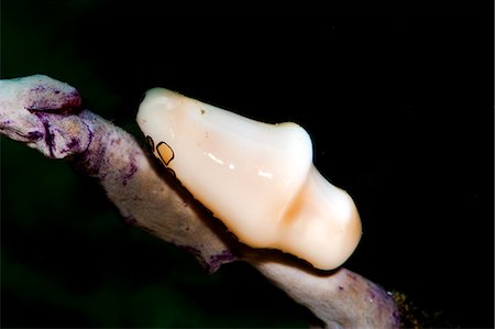 simsearch:841-06804482,k - Flamingo tongue (Cyphoma gibbosum), Dominica, West Indies, Caribbean, Central America Stock Photo - Rights-Managed, Code: 841-06804426