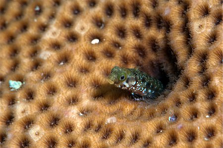 simsearch:841-06804482,k - Roughhead blenny (Acanthemblemaria aspera), Dominica, West Indies, Caribbean, Central America Stock Photo - Rights-Managed, Code: 841-06804427