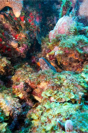 simsearch:841-06804482,k - Spotted moray eel (Gymnothorax moringa) in a colourful healthy reef, Dominica, West Indies, Caribbean, Central America Stock Photo - Rights-Managed, Code: 841-06804429
