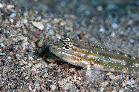 simsearch:841-06804482,k - Bridled goby (Coryphopterus glaucofraenum), Dominica, West Indies, Caribbean, Central America Stock Photo - Rights-Managed, Code: 841-06804420
