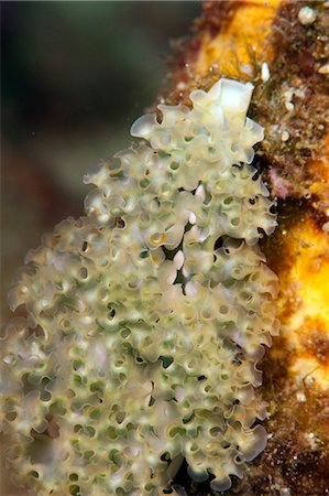simsearch:841-06804482,k - Lettuce sea slug (Elysia crispata), Dominica, West Indies, Caribbean, Central America Stock Photo - Rights-Managed, Code: 841-06804422