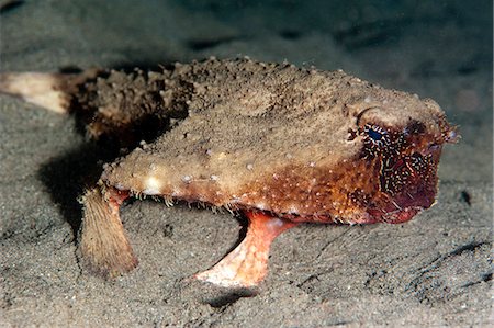 simsearch:841-06804482,k - A rare rough back walking batfish (Ogcocephalus parvas) that usually lives at depth to 300m, Dominica, West Indies, Caribbean, Central America Stock Photo - Rights-Managed, Code: 841-06804434