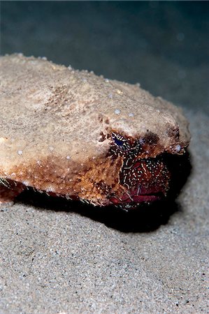 simsearch:841-06804482,k - A rare rough back walking batfish (Ogcocephalus parvas) that usually lives at depth to 300m, Dominica, West Indies, Caribbean, Central America Stock Photo - Rights-Managed, Code: 841-06804437