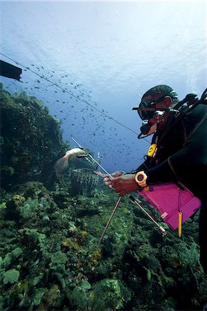 simsearch:841-06804482,k - Dive guide culling Pacific lionfish which have infested the Caribbean, Dominica, West Indies, Caribbean, Central America Stock Photo - Rights-Managed, Code: 841-06804430
