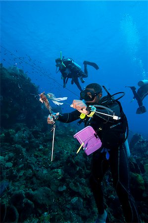 simsearch:841-06804482,k - Dive guide culling Pacific lionfish which have infested the Caribbean, Dominica, West Indies, Caribbean, Central America Stock Photo - Rights-Managed, Code: 841-06804431