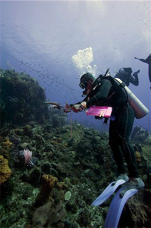 simsearch:841-06804482,k - Dive guide culling Pacific lionfish which have infested the Caribbean, Dominica, West Indies, Caribbean, Central America Stock Photo - Rights-Managed, Code: 841-06804432