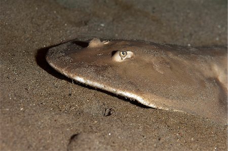 simsearch:841-06804482,k - Lesser electric ray (Narcine brasiliensis), Dominica, West Indies, Caribbean, Central America Stock Photo - Rights-Managed, Code: 841-06804448