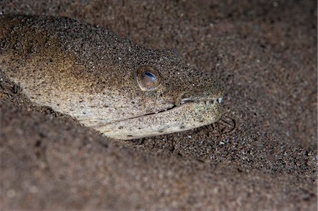 simsearch:841-06804482,k - King spotted snake eel (Ophichthus ophis), Dominica, West Indies, Caribbean, Central America Stock Photo - Rights-Managed, Code: 841-06804440