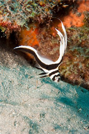 simsearch:841-06804482,k - Juvenile spotted drum (Equetus punctatus), Dominica, West Indies, Caribbean, Central America Stock Photo - Rights-Managed, Code: 841-06804455