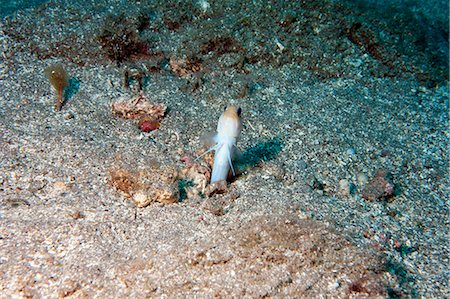 simsearch:841-06804482,k - Yellowhead jawfish (Opistognathus aurifrons), Dominica, West Indies, Caribbean, Central America Stock Photo - Rights-Managed, Code: 841-06804457