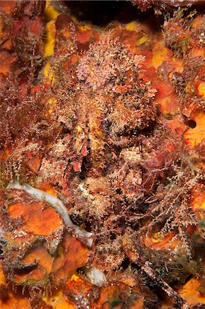 simsearch:841-06804482,k - Very well camouflaged plumed scorpionfish (Scorpaena grandicornis), Dominica, West Indies, Caribbean, Central America Stock Photo - Rights-Managed, Code: 841-06804459