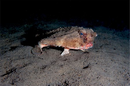 simsearch:841-06804482,k - A rare longnose walking batfish (Ogcocephalus corniger) that usually lives at depths to 300m, Dominica, West Indies, Caribbean, Central America Stock Photo - Rights-Managed, Code: 841-06804466