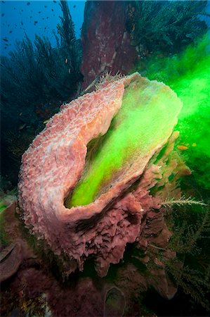 simsearch:841-06804482,k - Giant sponge showing how it filters water with the use of dye, Dominica, West Indies, Caribbean, Central America Stock Photo - Rights-Managed, Code: 841-06804468