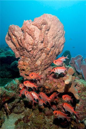 simsearch:841-06804482,k - School of blackbar soldierfish (Myripristis jacobus), Dominica, West Indies, Caribbean, Central America Stock Photo - Rights-Managed, Code: 841-06804469