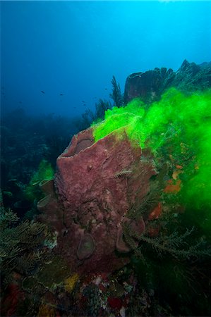 simsearch:841-06804482,k - Giant sponge showing how it filters water with the use of dye, Dominica, West Indies, Caribbean, Central America Stock Photo - Rights-Managed, Code: 841-06804477