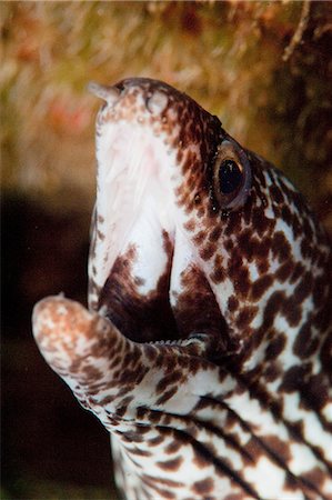 simsearch:841-06804482,k - Spotted moray eel (Gymnothorax moringa), Dominica, West Indies, Caribbean, Central America Stock Photo - Rights-Managed, Code: 841-06804485