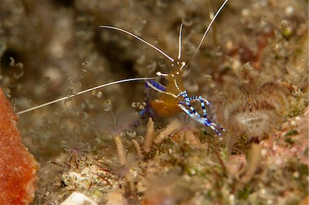 simsearch:841-06804482,k - Pederson shrimp (Periclimenes pedersoni), Dominica, West Indies, Caribbean, Central America Stock Photo - Rights-Managed, Code: 841-06804487
