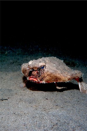 simsearch:841-06804482,k - A rare longnose walking batfish (Ogcocephalus corniger) that usually lives at depths to 300m, Dominica, West Indies, Caribbean, Central America Stock Photo - Rights-Managed, Code: 841-06804496