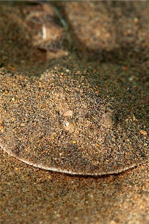 simsearch:841-06804482,k - Lesser electric ray (Narcine brasiliensis), Dominica, West Indies, Caribbean, Central America Stock Photo - Rights-Managed, Code: 841-06804490