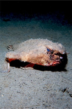 simsearch:841-06804482,k - A rare longnose walking batfish (Ogcocephalus corniger) that usually lives at depths to 300m, Dominica, West Indies, Caribbean, Central America Stock Photo - Rights-Managed, Code: 841-06804491