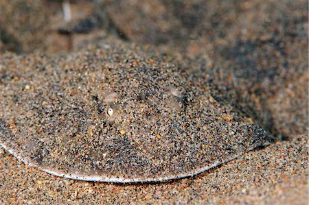 simsearch:841-06804482,k - Lesser electric ray (Narcine brasiliensis), Dominica, West Indies, Caribbean, Central America Stock Photo - Rights-Managed, Code: 841-06804492
