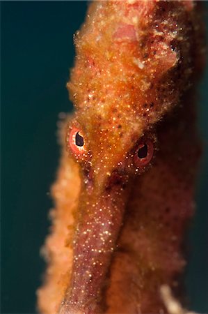 simsearch:841-06804482,k - Longsnout seahorse (Hippocampus reidi), Dominica, West Indies, Caribbean, Central America Stock Photo - Rights-Managed, Code: 841-06804493