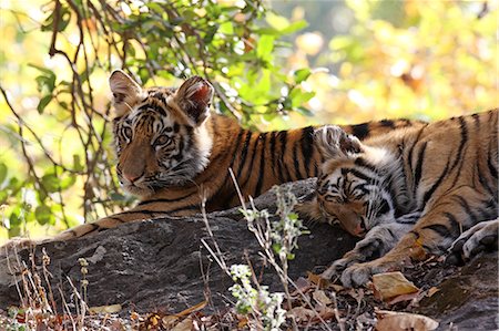 Bengal tiger (Panthera tigris tigris), Bandhavgarh National Park, Madhya Pradesh, India, Asia Stock Photo - Rights-Managed, Code: 841-06804504