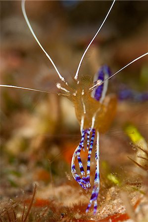 simsearch:841-06804482,k - Pederson shrimp (Periclimenes pedersoni), Dominica, West Indies, Caribbean, Central America Stock Photo - Rights-Managed, Code: 841-06804502