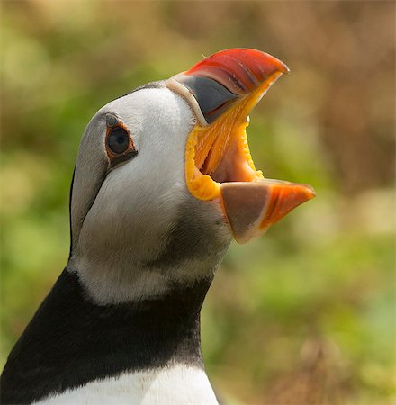 Puffin with gaping beak showing barbs in roof of beak, Wales, United Kingdom, Europe Stock Photo - Rights-Managed, Code: 841-06804533