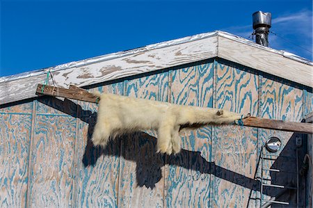 polar - Skin of polar bear (Ursus maritimus), Inuit village, Ittoqqortoormiit, Scoresbysund, Northeast Greenland, Polar Regions Stock Photo - Rights-Managed, Code: 841-06804922