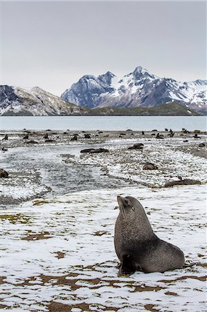 simsearch:841-07204335,k - Antarctic fur seal (Arctocephalus gazella) amongst remains of the abandoned Stromness Whaling Station, South Georgia Island, South Atlantic Ocean, Polar Regions Stock Photo - Rights-Managed, Code: 841-06805015