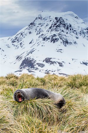 simsearch:841-07204335,k - Antarctic fur seal (Arctocephalus gazella) in the tussac grass at Peggotty Bluff, South Georgia Island, South Atlantic Ocean, Polar Regions Stock Photo - Rights-Managed, Code: 841-06805012
