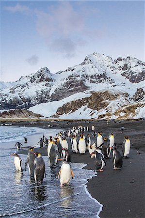 simsearch:841-07204335,k - King penguins (Aptenodytes patagonicus), Peggoty Bluff, South Georgia Island, South Atlantic Ocean, Polar Regions Stock Photo - Rights-Managed, Code: 841-06805024
