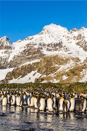 simsearch:841-07204335,k - King penguins (Aptenodytes patagonicus), Peggoty Bluff, South Georgia Island, South Atlantic Ocean, Polar Regions Stock Photo - Rights-Managed, Code: 841-06805025