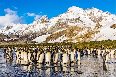 simsearch:841-07204335,k - King penguins (Aptenodytes patagonicus), Peggoty Bluff, South Georgia Island, South Atlantic Ocean, Polar Regions Stock Photo - Rights-Managed, Code: 841-06805026