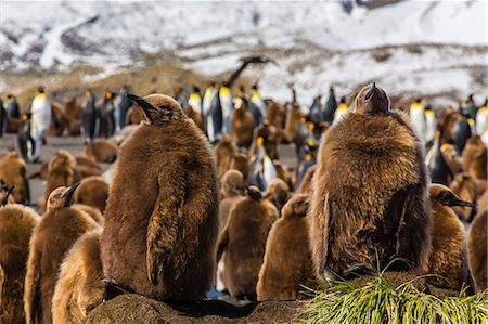 simsearch:841-07204335,k - King penguin (Aptenodytes patagonicus) chicks, Gold Harbour, South Georgia Island, South Atlantic Ocean, Polar Regions Stock Photo - Rights-Managed, Code: 841-06805036