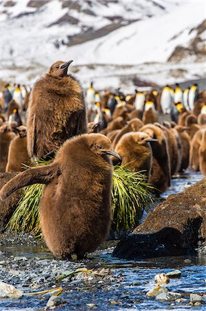 simsearch:841-07204335,k - King penguin (Aptenodytes patagonicus) chicks, Gold Harbour, South Georgia Island, South Atlantic Ocean, Polar Regions Stock Photo - Rights-Managed, Code: 841-06805037