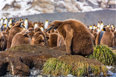 simsearch:841-07204335,k - King penguin (Aptenodytes patagonicus) chicks, Gold Harbour, South Georgia Island, South Atlantic Ocean, Polar Regions Stock Photo - Rights-Managed, Code: 841-06805039