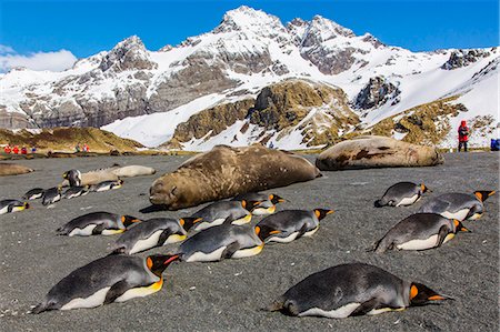 simsearch:841-07204335,k - King penguins (Aptenodytes patagonicus), Gold Harbour, South Georgia Island, South Atlantic Ocean, Polar Regions Stock Photo - Rights-Managed, Code: 841-06805031