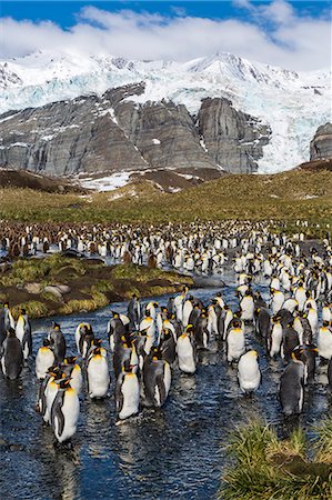 simsearch:841-07204335,k - King penguins (Aptenodytes patagonicus), Gold Harbour, South Georgia Island, South Atlantic Ocean, Polar Regions Stock Photo - Rights-Managed, Code: 841-06805033
