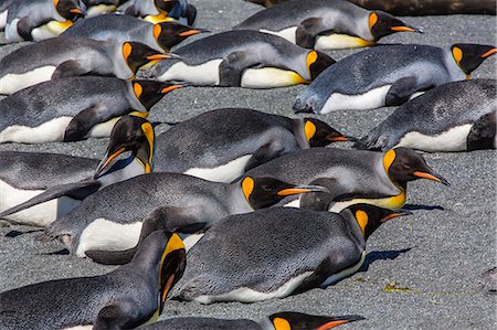 simsearch:841-07204335,k - King penguins (Aptenodytes patagonicus), Gold Harbour, South Georgia Island, South Atlantic Ocean, Polar Regions Stock Photo - Rights-Managed, Code: 841-06805042