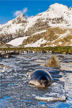 simsearch:841-07204335,k - Southern elephant seal (Mirounga leonina) pups, Gold Harbour, South Georgia, South Atlantic Ocean, Polar Regions Stock Photo - Rights-Managed, Code: 841-06805074