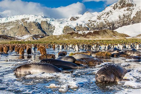simsearch:841-07204335,k - Southern elephant seal (Mirounga leonina) pups, Gold Harbour, South Georgia, South Atlantic Ocean, Polar Regions Stock Photo - Rights-Managed, Code: 841-06805075