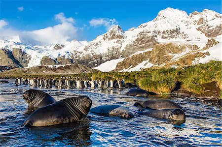 simsearch:841-07204335,k - Southern elephant seal (Mirounga leonina) pups, Gold Harbour, South Georgia, South Atlantic Ocean, Polar Regions Stock Photo - Rights-Managed, Code: 841-06805073