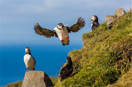 Atlantic puffins (Fratercula arctica), Mykines Island, Faroes, Denmark, Europe Stock Photo - Rights-Managed, Code: 841-06805089