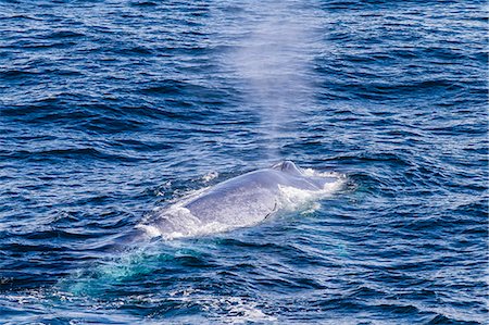 Adult blue whale (Balaenoptera musculus) surfacing off northwestern Spitsbergen Island, Svalbard, Barents Sea, Norway, Scandinavia, Europe Stock Photo - Rights-Managed, Code: 841-06805154