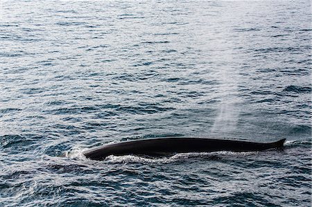 finback whale - Adult fin whale (Balaenoptera physalus), Sorkapp, Spitsbergen Island, Svalbard Archipelago, Norway, Scandinavia, Europe Stock Photo - Rights-Managed, Code: 841-06805155