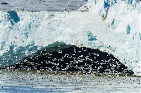 flock - Negribreen (Negri Glacier), Olav V Land, Spitsbergen, Svalbard Archipelago, Norway, Scandinavia, Europe Stock Photo - Rights-Managed, Code: 841-06805179