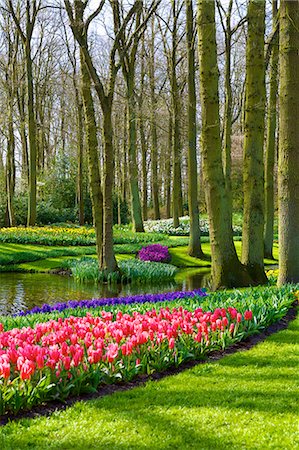 flowers gardens holland - Flowers at Keukenhof Gardens, Lisse, Netherlands, Europe Stock Photo - Rights-Managed, Code: 841-06805351